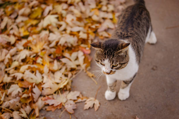 istock Stray cat on autumn leaves. 2184420354