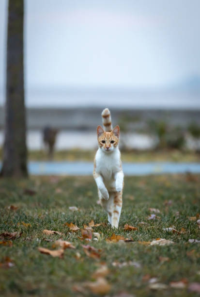 Beautiful ginger cat is walking on grass in nature.