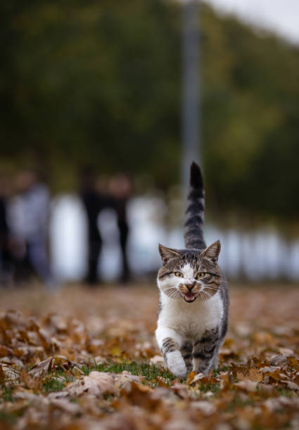 Stray cat is walking around public park on leaves.