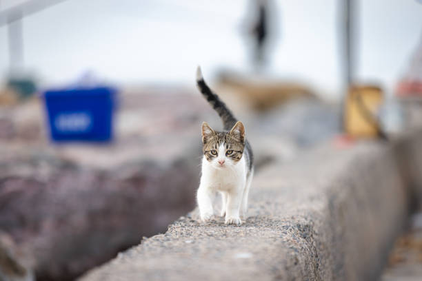Stray cat is walking on the street.\nIstanbul - Turkey.