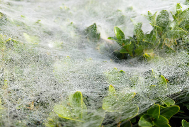 A spider has woven a web on the top of a boxwood bush. dew drops on the web. beauty in nature. a spider has woven a web on the top of a bush. dew drops glisten in the rays of the rising sun
