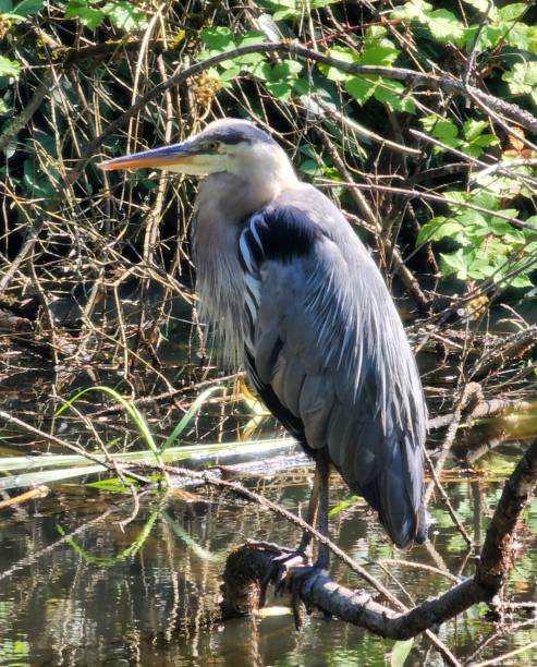 istock Grey Heron in Stanley Park Lagoon 2184421175