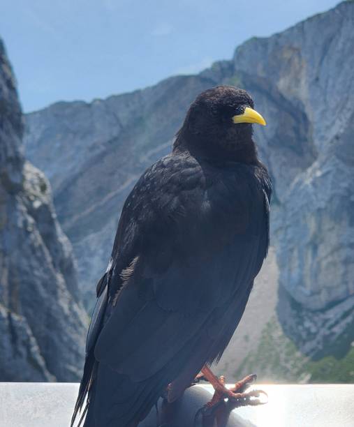 istock Yellow-billed Chough poses for it's close up portrait. 2184421215