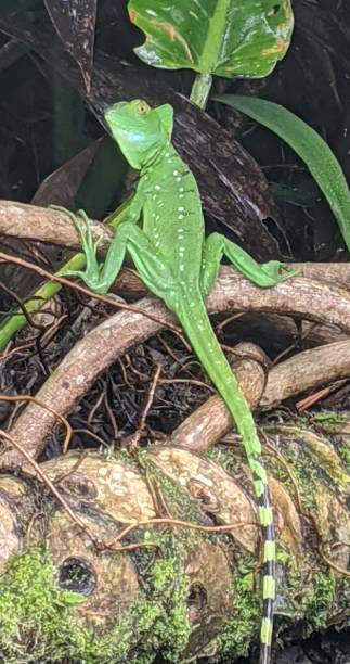 istock A Green Basilisk sunning in Costa Rica. 2184421229