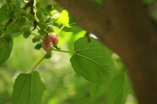 istock A ripped red berry, hanging with the tree branch 2184421260