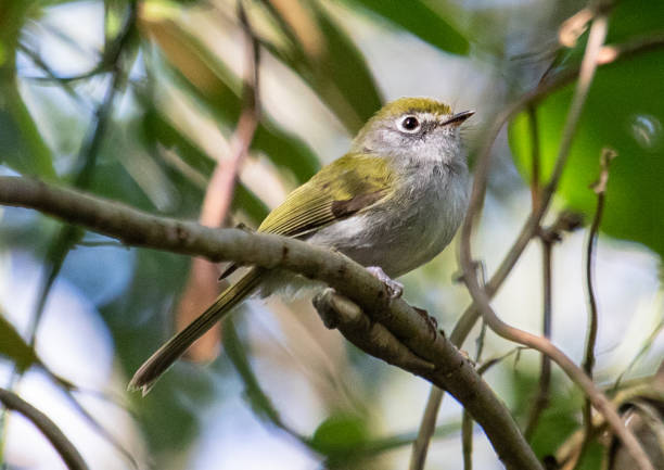istock little bird in twig 2184427591