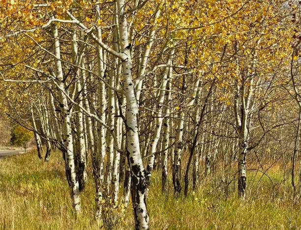istock Grand Teton National Park 2184428287