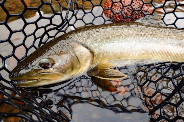 istock Endangered bull trout caught and released on the Imnaha River in Hells Canyon National Recreation win eastern Oregon 2184432717