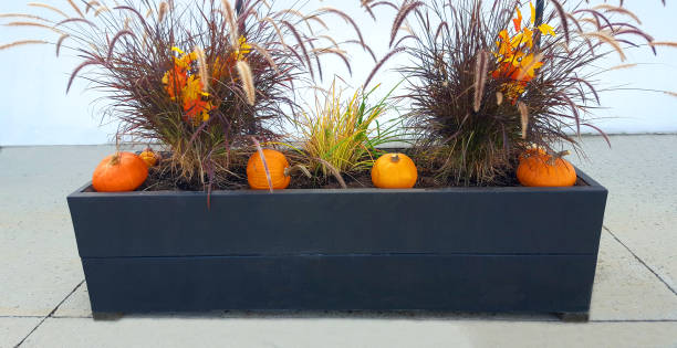 halloween pumpkins on window