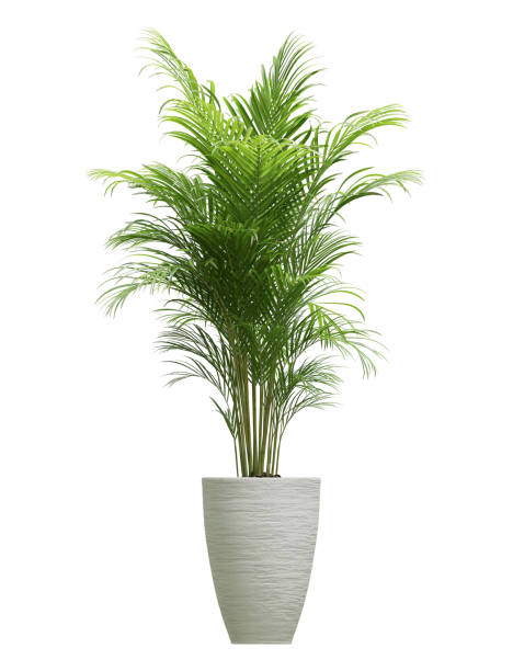 istock Small green plants in planter pots 2184435490