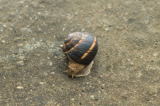 istock A large brown snail with horns on concrete 2184436026