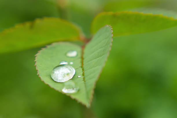 Close-up of a rose leaf with morning dew drops. Blurred green background. Selective focus. Roses in a home garden