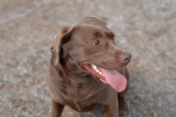 brown labrador at walk outdoors in field, tongue out, dogwalking concept