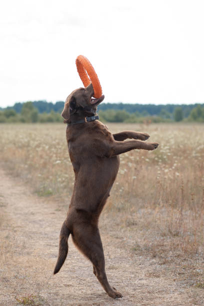 istock brown labrador at walk outdoors in field 2184436116