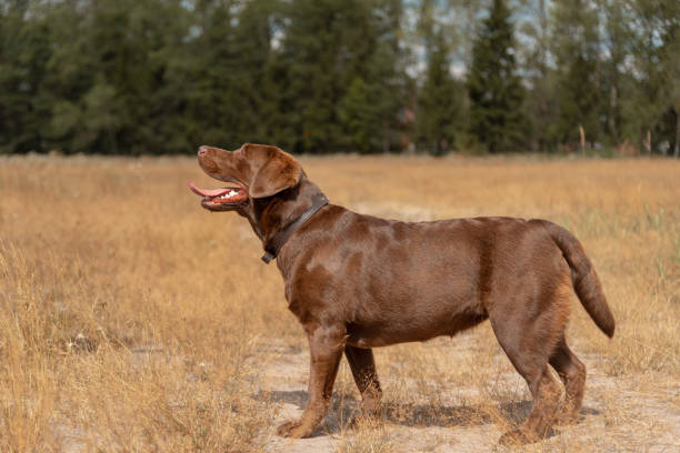 istock brown labrador at walk outdoors in field 2184436120