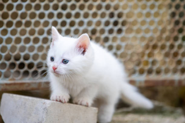 istock Adorable fluffy white kitten exploring outdoors 2184436209