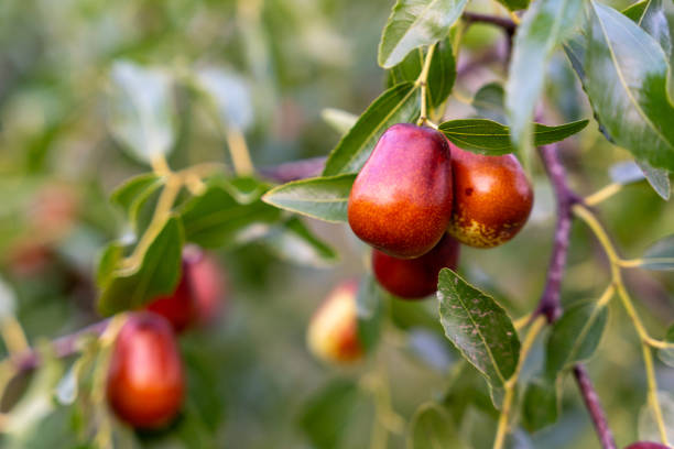 close-up of ripe jujube fruits hanging from a tree branch, highlighted against a lush green backdrop, showcasing the beauty of nature's harvest