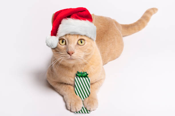 A studio shot of a young female orange Tabby Cat in a Santa hat laying down on a white background and looking up at the camera with a present in her paws.