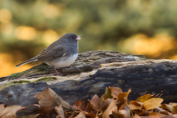 istock Wildlife animal bird 2184443179