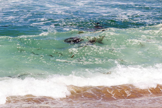 Blue Ocean Waves With Floating Seaweed Sand California With Brown Sand Bottom