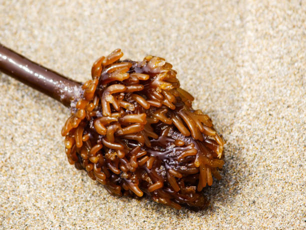 Closeup Of Bulb At End Of Seaweed Stalk Sitting On Sand Beach