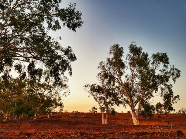 Dawn in the dusty, red Australian outback with small white-barked eucalyptus trees. Karratha region, Western Australia