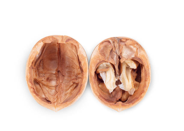 Walnut Organic Healthy Nut on White Background. File With Clipping Path.