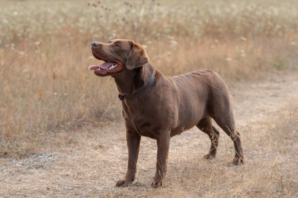 istock brown labrador at walk outdoors in field 2184452245