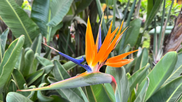 istock flower of paradise 2184456075