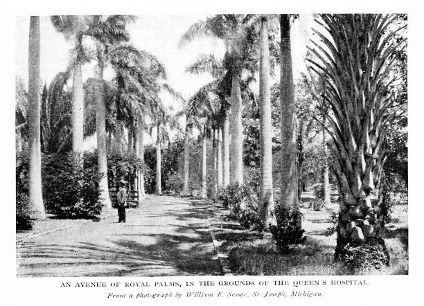 palmami-lemovaná cesta do queen's hospital, honolulu, oahu, havaj, spojené státy, 19. století americká historie - havaj fotky stock ilustrace
