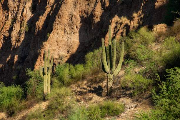A pair of Saguaro Cacti in the Sonoran Desert near Phoenix, Arizona