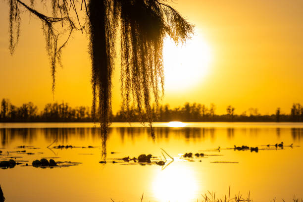 A tree stands at the shore of a swampy lake backlit by a brilliant yellow sunset.