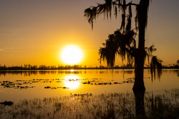 istock Silhouette of a tree at sunset 2184459276