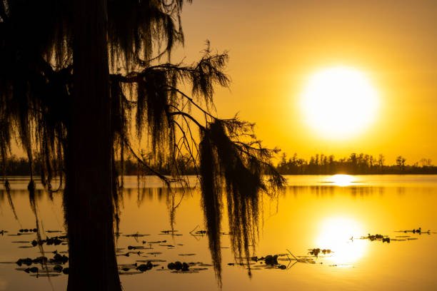 istock Silhouette of a tree at sunset 2184459286