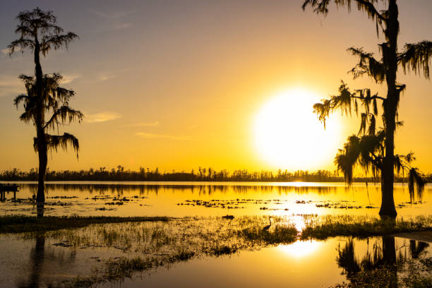 istock Silhouette of a tree at sunset 2184459342