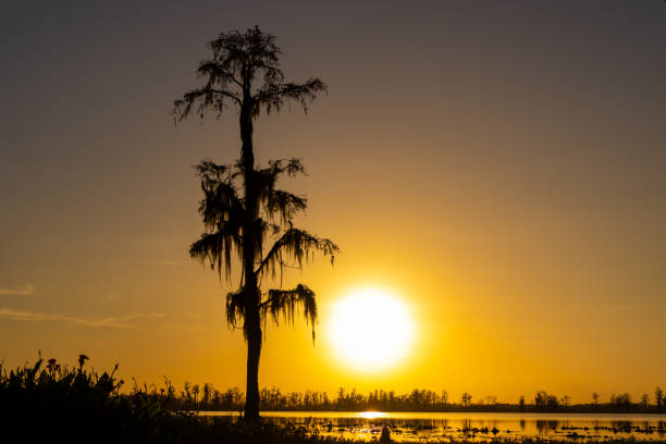 istock Silhouette of a tree at sunset 2184459347