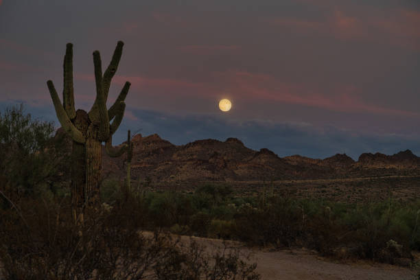 istock Sunset in the Sonoran Desert 2184459358
