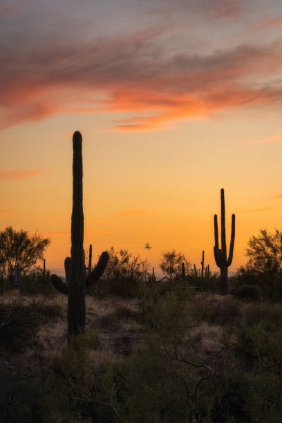 istock Sunset in the Sonoran Desert 2184459512