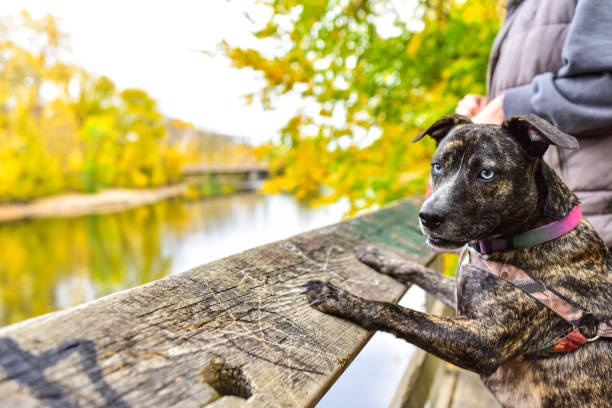 Stopping At Observation Deck on Dog Walk with Fall Colors in Background. Dog is looking at scenery next to owner.