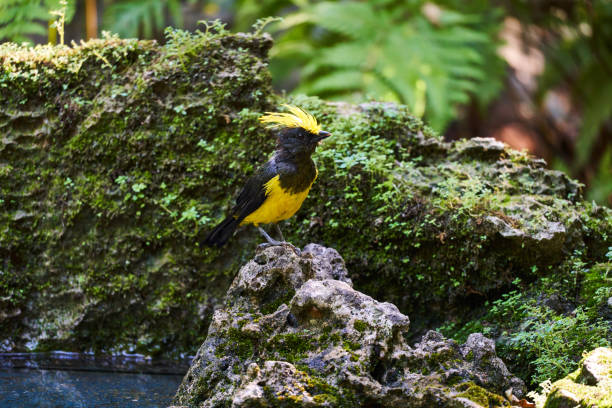 Wild birds living in the forest outdoors