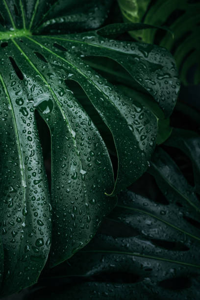 istock close up monstera leaves with water drops 2184461546