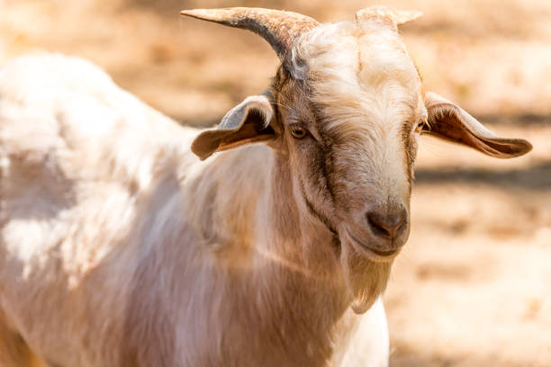 istock Portrait of a white goat with horns. 2184461914