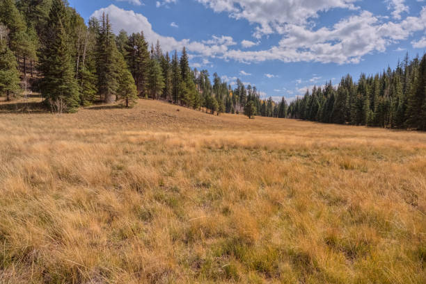 istock Fuller Canyon Meadow at North Rim AZ 2184462347