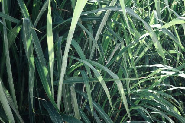 istock Green vetiver leaves background or texture 2184462415