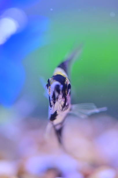 istock Tropical fish in an aquarium, close-up view. 2184462855