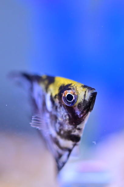 istock Tropical fish in an aquarium, close-up view. 2184462870
