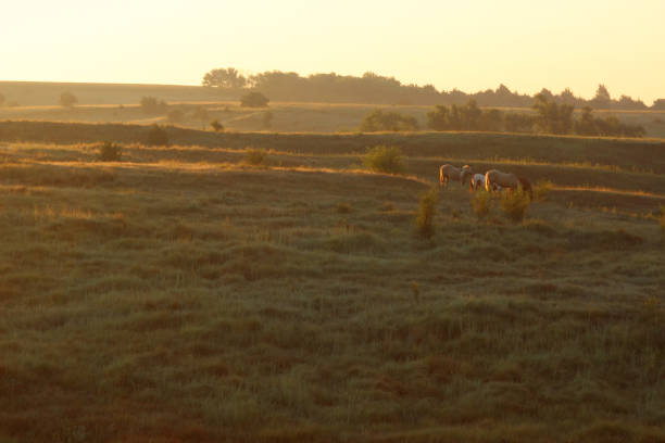 istock Horses in the Early Morning light. 2184464962
