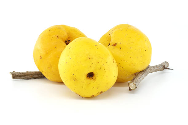 Three vibrant yellow quinces and a rustic branch displayed on a clean white background. Perfect for themes of nature, freshness, and health. Ideal for culinary or natural product promotions