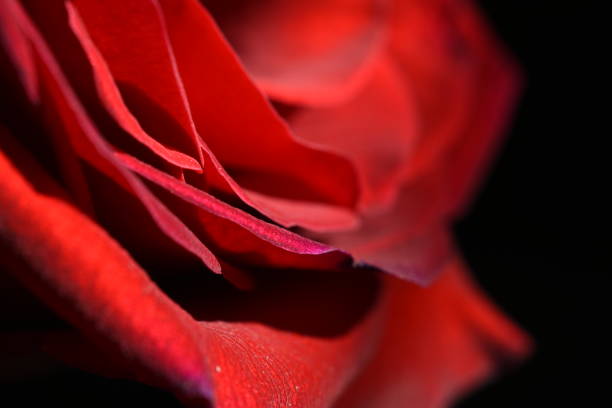 Close up of red rose fading into dark background