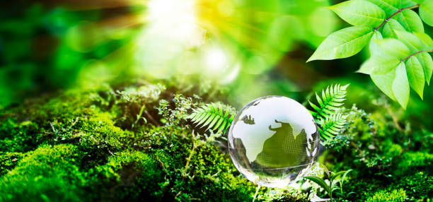 istock Globe Glass In Green Forest With Sunlight. Environment concept. Net Zero Concept and Carbon Neutral Natural Environment 2184469032